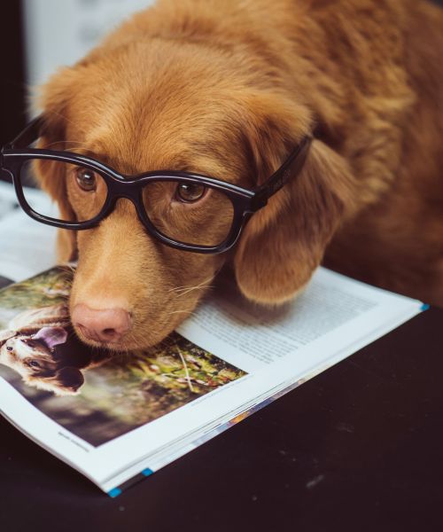 Waarom een platform over het onderwerp ‘als een huisdier dood gaat’. 