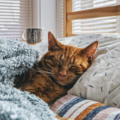 Informatie voor diereigenaren  De euthanasie zelf