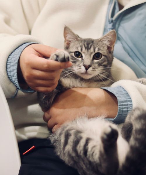 Bepalen van de levenskwaliteit van een huisdier 