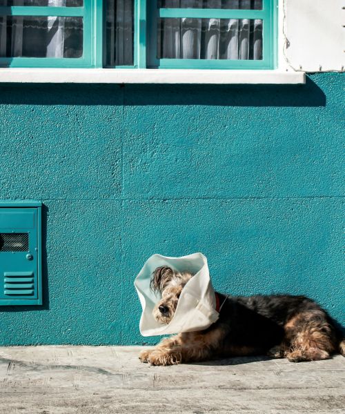 Vragen betreffende de eigenaar rond euthanasie 