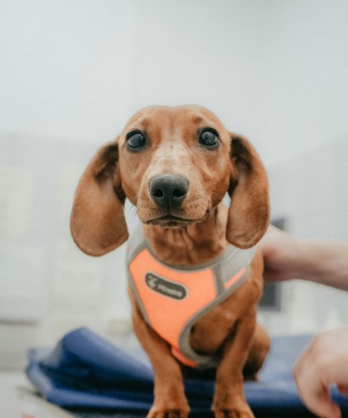 Afscheids(begeleidings)consult 