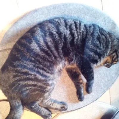 Opleiding Uitvaartverzorger voor dieren